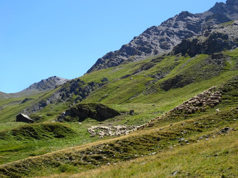 Le troupeau de moutons, près de la bergerie, Les Coutiers 