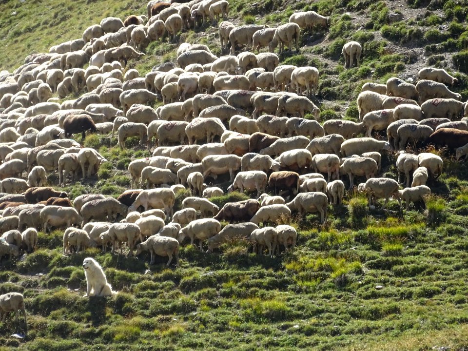 Le patou garde le troupeau de moutons, près de la bergerie… 