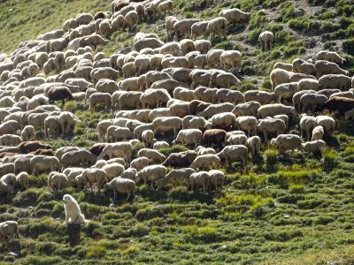 Le patou garde le troupeau de moutons, près de la bergerie… 