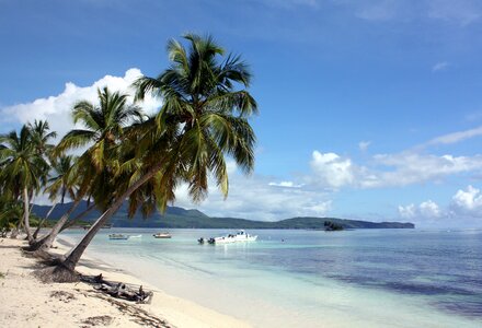Caribbean palm trees palm beach photo