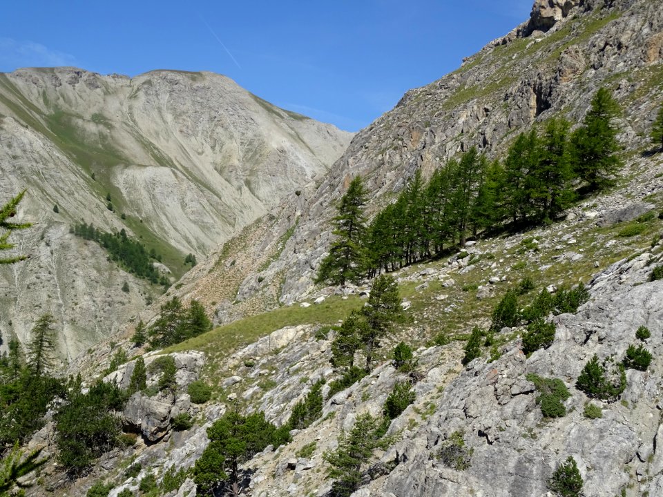 Mélèzes et pins, poussent sur la pente ou même dans les ba… 