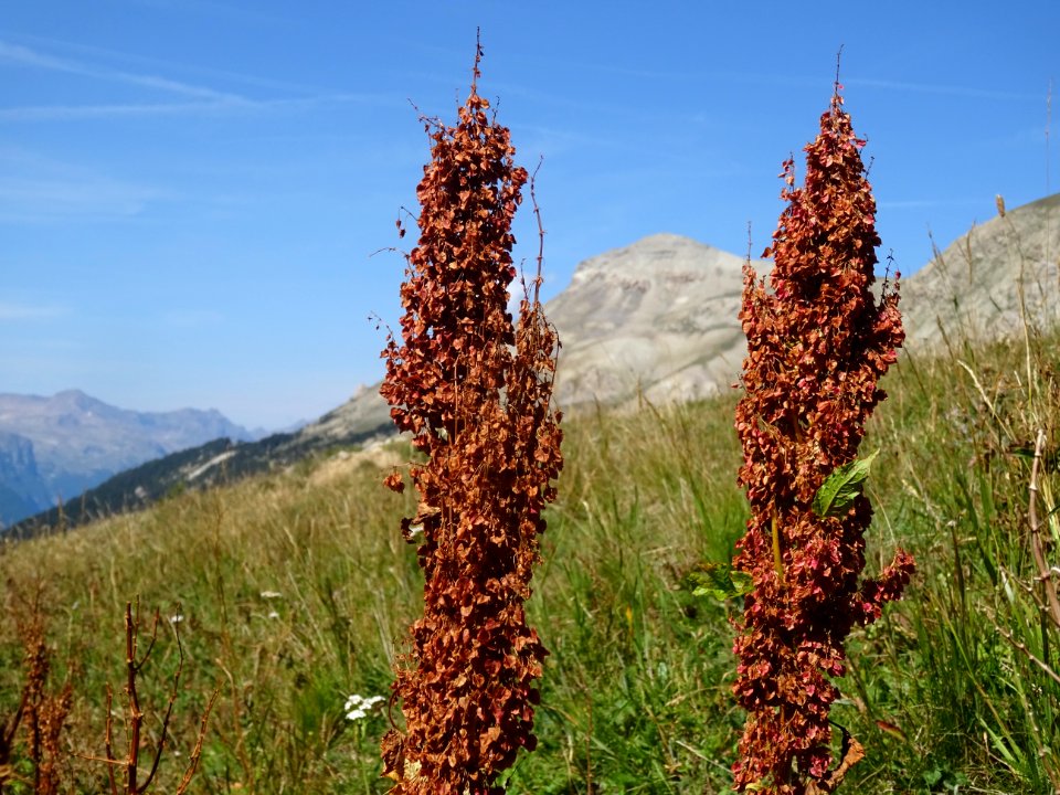 Oseille des Alpes, Rumex alpinus, Polygonacées 