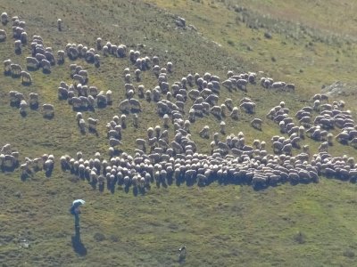 Troupeau de moutons et son berger 