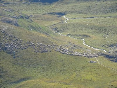 Troupeau de moutons et son berger 