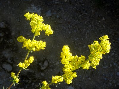 Gaillet jaune, Galium verum, Rubiacées 