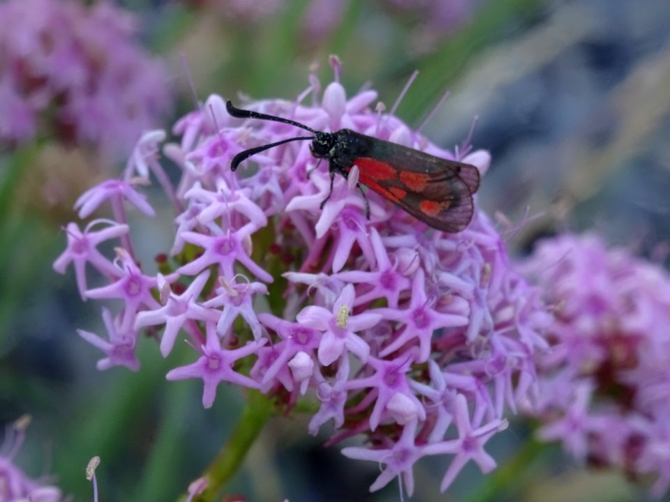 Insecte ? sur Centranthe à feuilles étroites, Centranthus … 