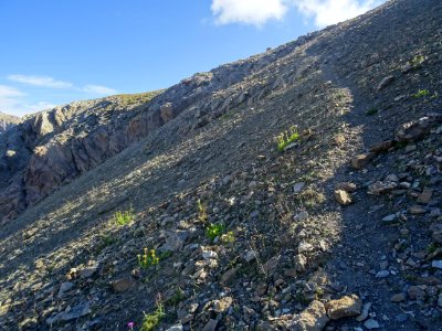 Dans le sentier qui monte raide dans le pierrier, nombreus… 