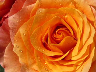 Rose orange dewdrop