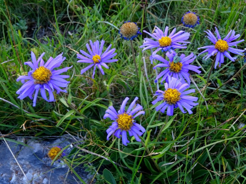 Aster des Alpes, Aster alpinus, Astéracées 