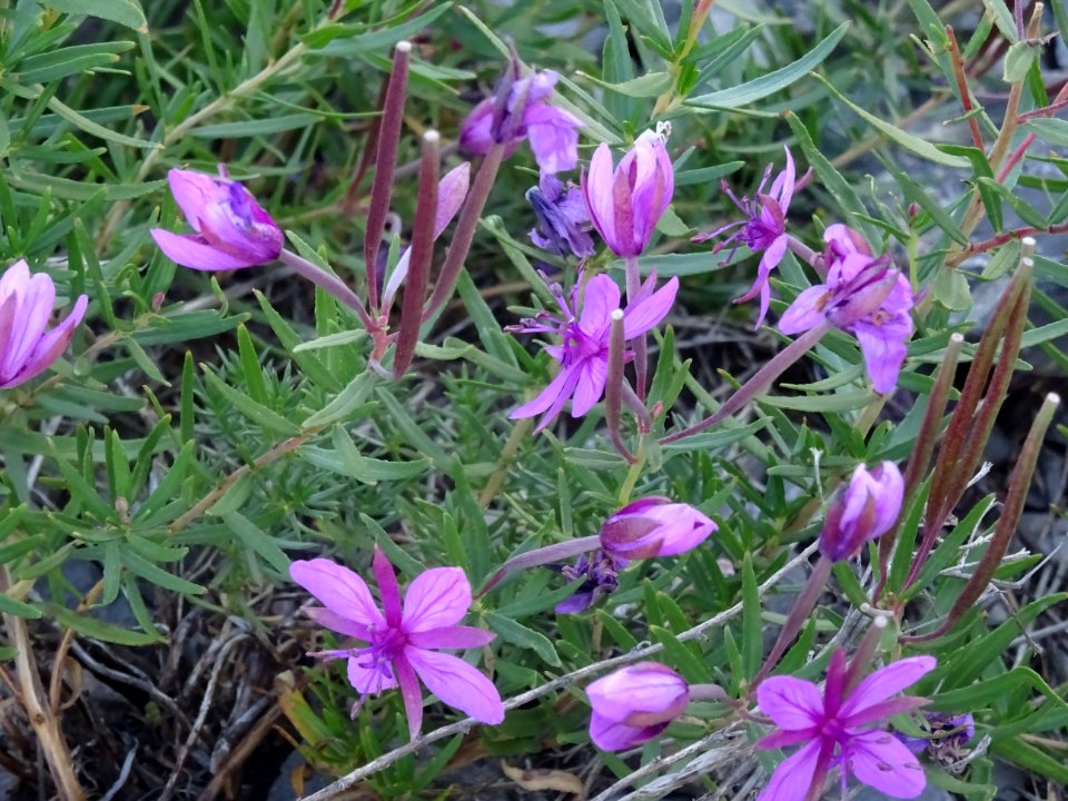 Epilobe des moraines, Epilobium fleischeri, Onagracées 
