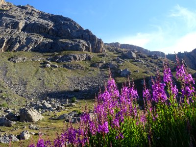 Epilobes dans la lumière rasante du matin 
