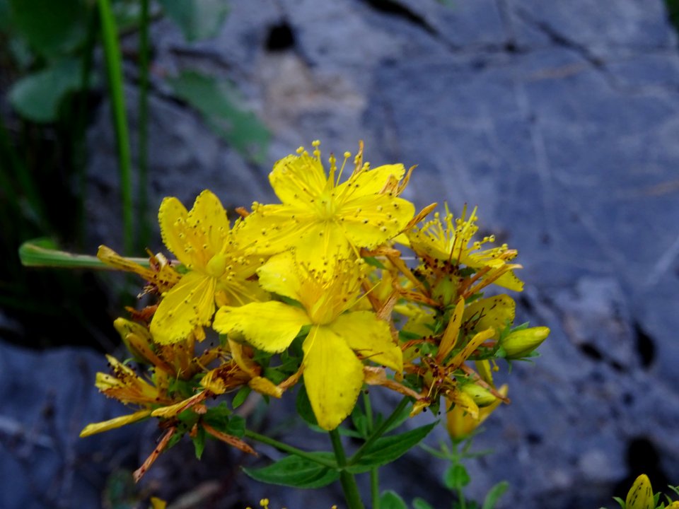 Millepertuis perforé, Hypericum perforatum, Clusiacées 