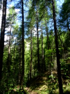 Le sentier serpente entre l'ombre et la lumière, à travers… 