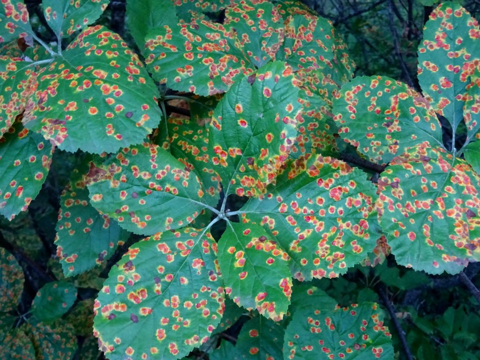 Feuilles tachetées de rouille de l'Alisier blanc, Sorbus a… 