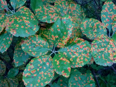 Feuilles tachetées de rouille de l'Alisier blanc, Sorbus a… 