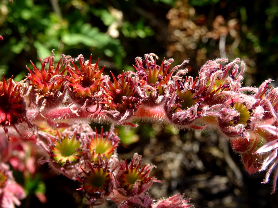 Joubarbe du calcaire, Sempervivum calcareum, Crassulacées 