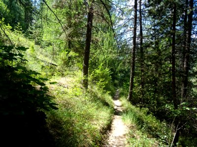 Le sentier serpente entre l'ombre et la lumière, à travers… 