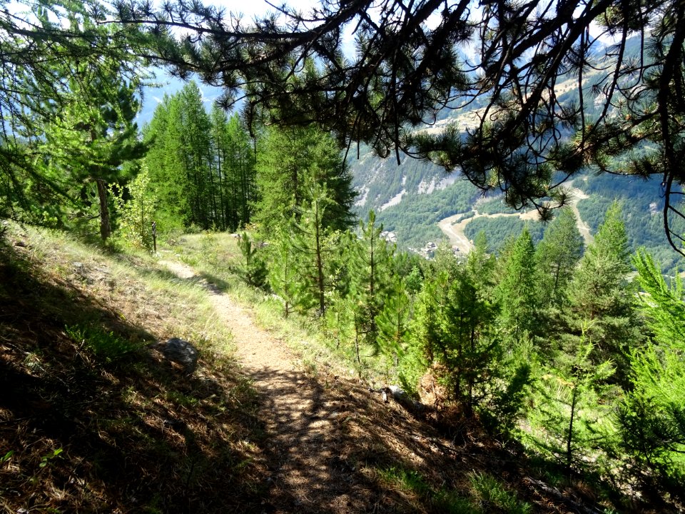 Le sentier dans la descente, on aperçoit le bas des pistes… 