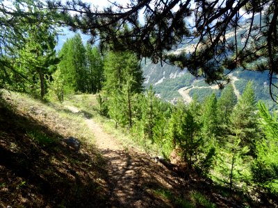 Le sentier dans la descente, on aperçoit le bas des pistes… 