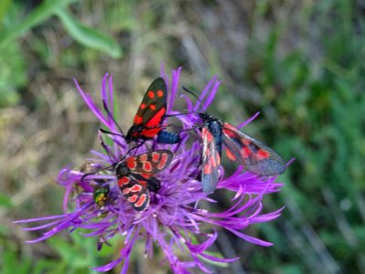La Zygène du sainfoin, Zygaena carniolica + La Zygène de l… 