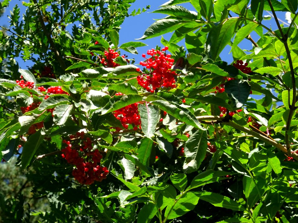 Sorbier des oiseleurs, Sorbus aucuparia, Rosacées 