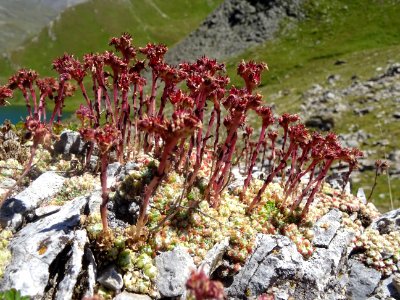 Joubarbe à toile d'araignée, Sempervivum arachnoideum, Cra… 