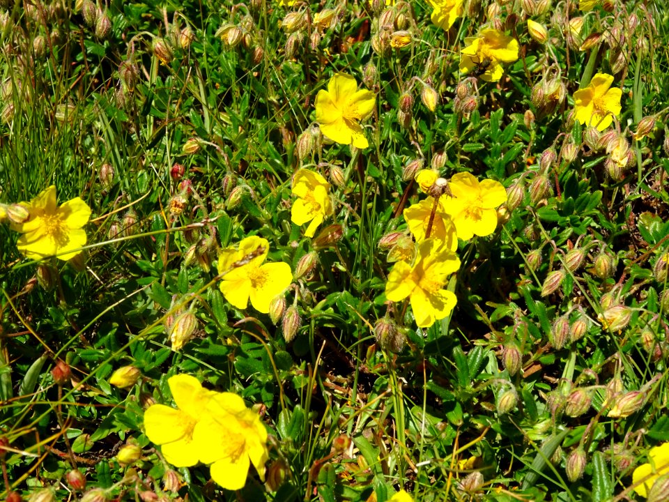 Hélianthème alpestre, Helianthemum alpestre, Cistacées 
