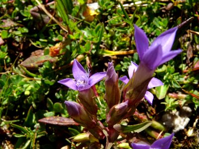 Gentiane champêtre, Gentianella campestris, Gentianacées 