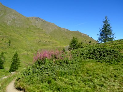 Prairies, épilobes et mélèzes dans le Vallon Gras 