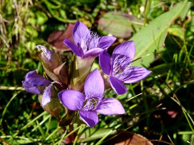 Gentiane champêtre, Gentianella campestris, Gentianacées 