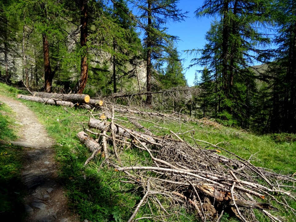 Nombreux troncs et branches de mélèzes sciés, sûrement apr… 