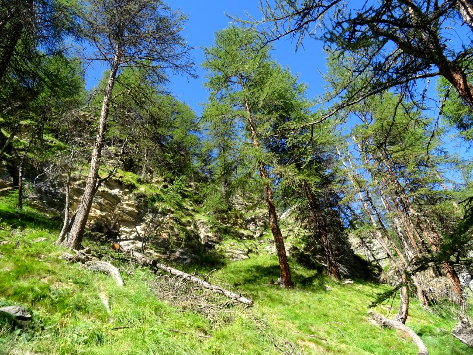 Le sentier monte à travers un versant raide couvert de mél… 