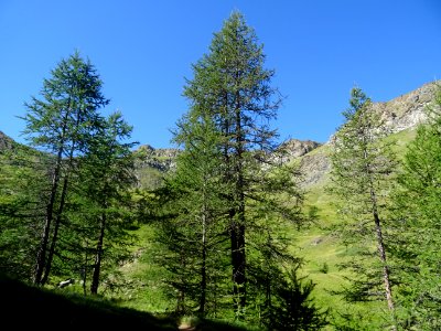 Le sentier monte à travers un versant raide couvert de mél… 
