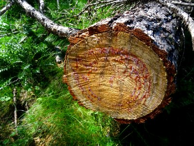 Gouttes de sève sur un tronc de mélèze scié pour dégager l… 