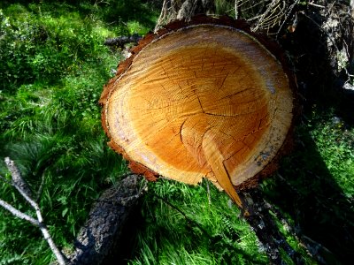Un tronc de mélèze scié pour dégager le sentier 
