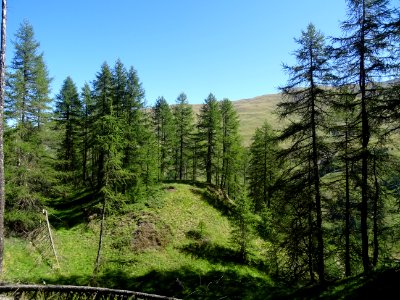 Le sentier monte à travers un versant raide couvert de mél… 