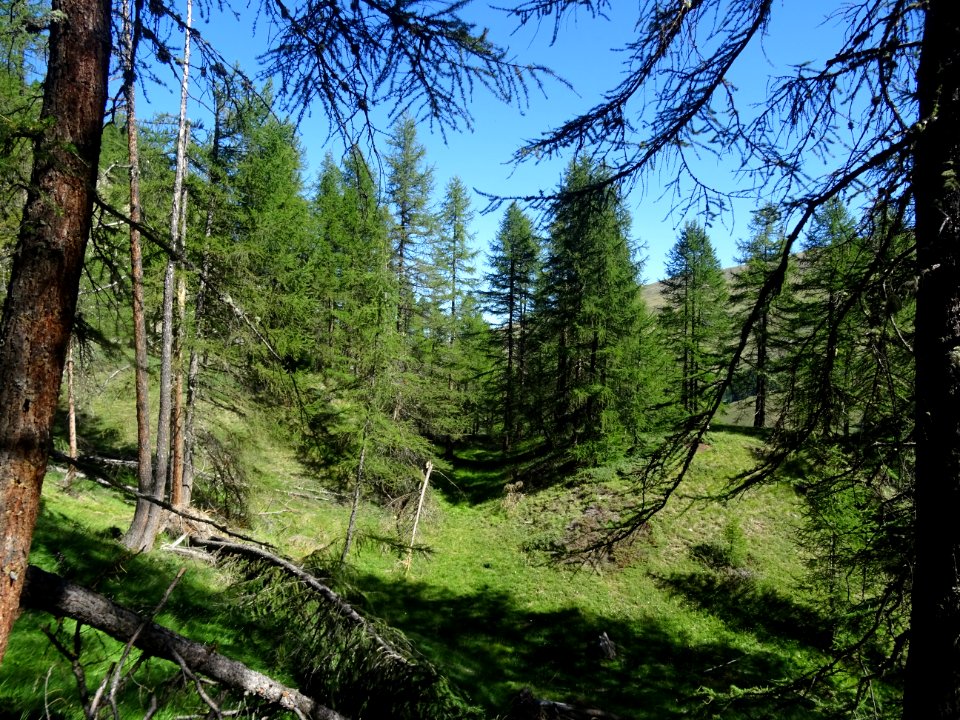 Le sentier monte à travers un versant raide couvert de mél… 