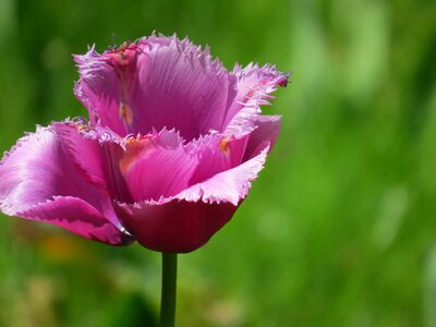 Purple tulip flower