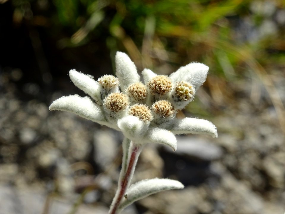 Edelweiss, Leontopodium alpinum, Astéracées 