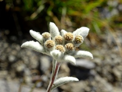 Edelweiss, Leontopodium alpinum, Astéracées 