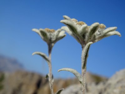 Edelweiss, Leontopodium alpinum, Astéracées 
