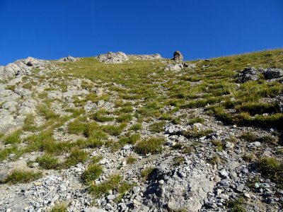 Montée très raide par un alpage plein de pierres ou un pie… 