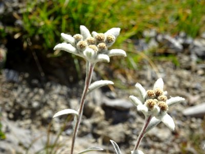 Edelweiss, Leontopodium alpinum, Astéracées 