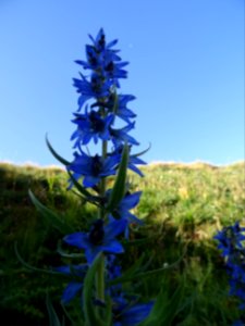 Dauphinelle élevée, Delphinium elatum, Renonculacées 
