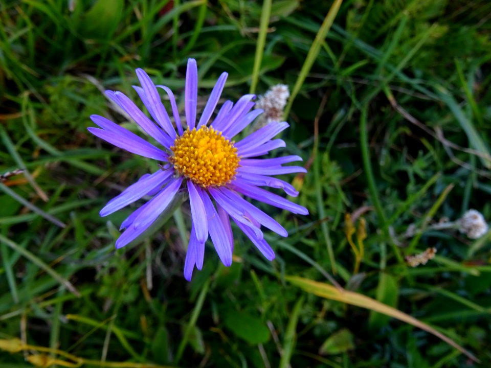 Aster des Alpes, Aster alpinus, Astéracées 