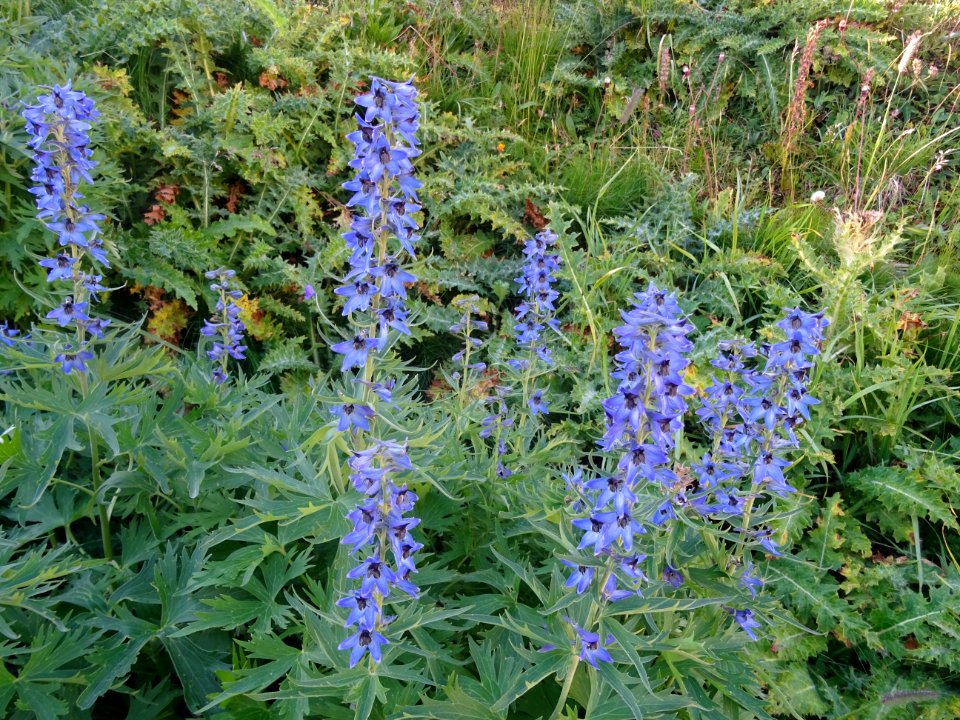 Dauphinelle élevée, Delphinium elatum, Renonculacées 