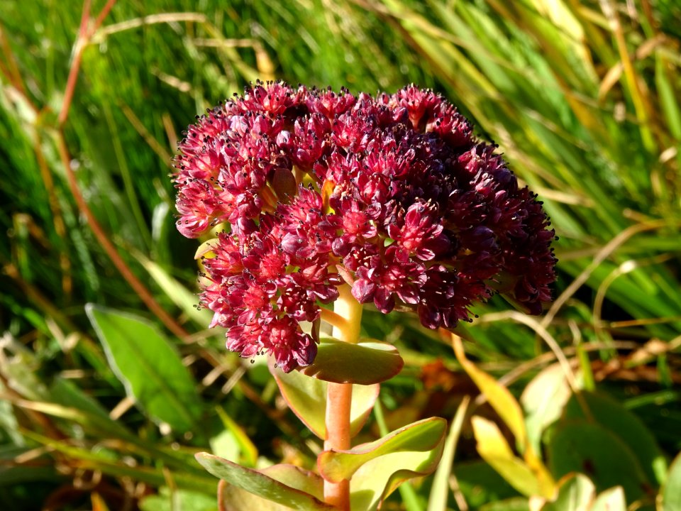 Orpin des infidèles, Hylotelephium anacampseros = Sedum an… 