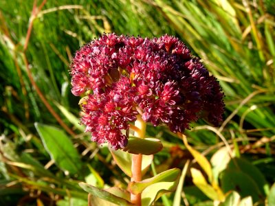 Orpin des infidèles, Hylotelephium anacampseros = Sedum an… 