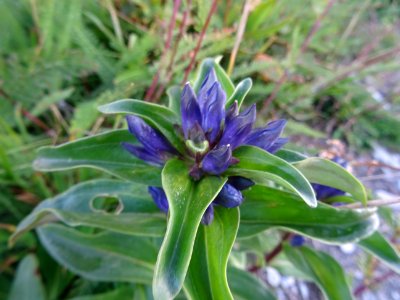 Gentiane croisette, Gentiana cruciata, Gentianacées 
