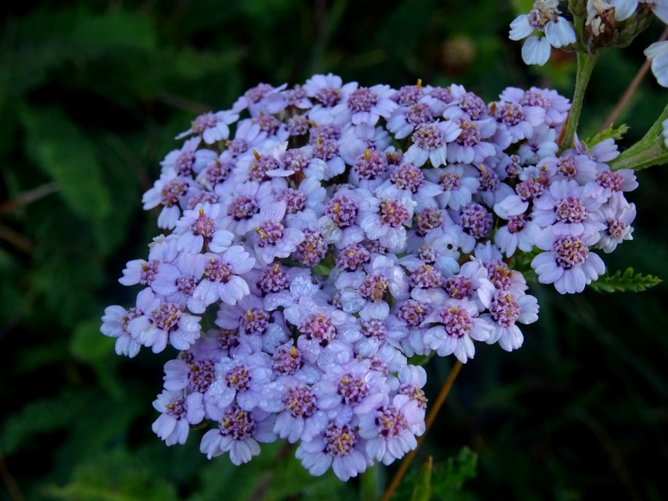 Achillée millefeuille, Achillea millefolium, Astéracées 